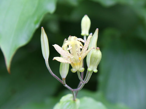 Tricyrtis latifolia