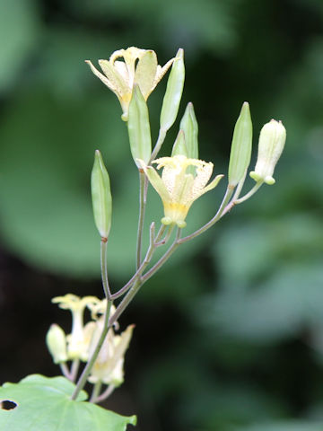 Tricyrtis latifolia