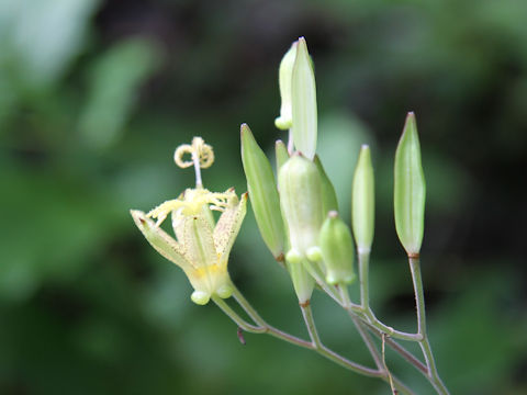 Tricyrtis latifolia