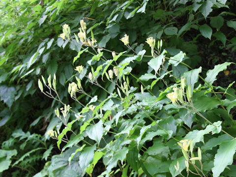 Tricyrtis latifolia