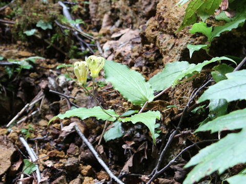 Tricyrtis latifolia