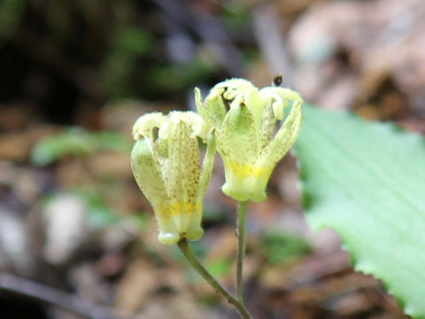 Tricyrtis latifolia