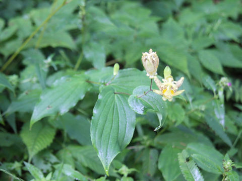 Tricyrtis latifolia