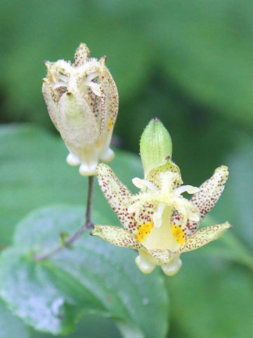 Tricyrtis latifolia