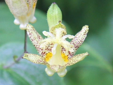 Tricyrtis latifolia