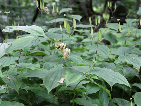 Tricyrtis latifolia