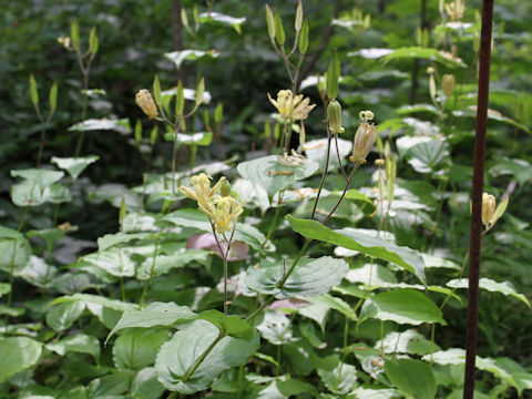 Tricyrtis latifolia