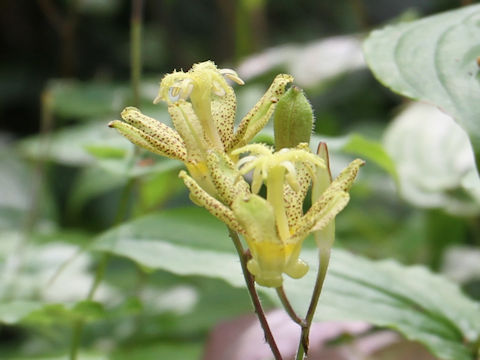 Tricyrtis latifolia