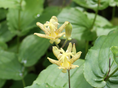 Tricyrtis latifolia