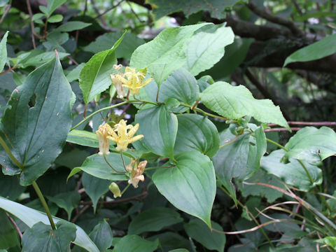 Tricyrtis latifolia