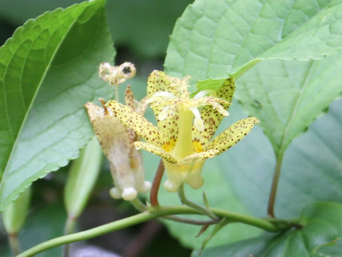 Tricyrtis latifolia