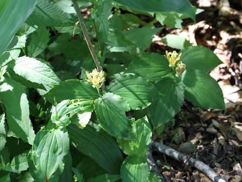 Tricyrtis latifolia