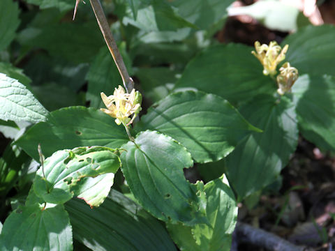 Tricyrtis latifolia