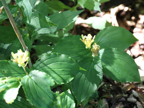 Tricyrtis latifolia