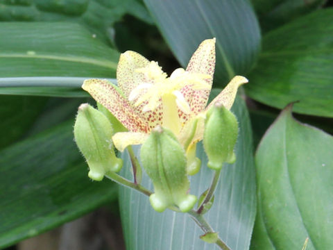 Tricyrtis latifolia