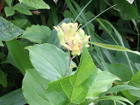 Tricyrtis latifolia