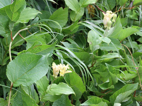 Tricyrtis latifolia