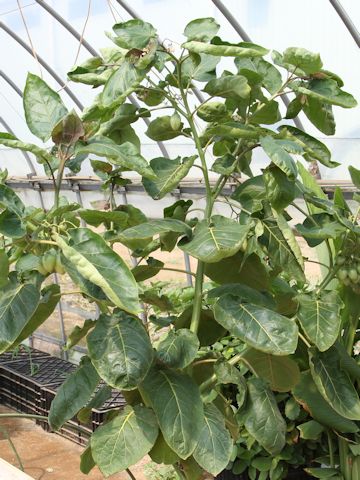 Solanum betaceum