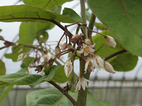 Solanum betaceum