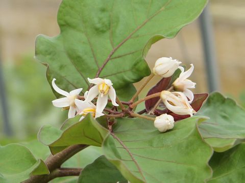 Solanum betaceum