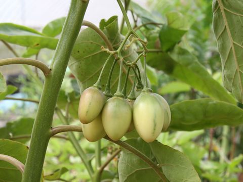 Solanum betaceum