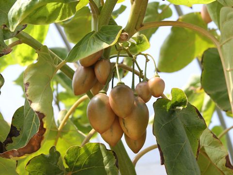 Solanum betaceum