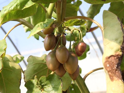 Solanum betaceum