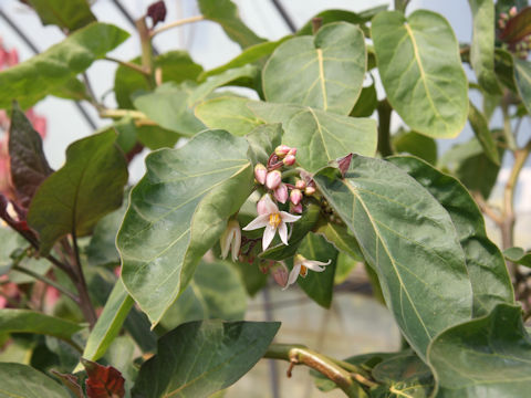 Solanum betaceum