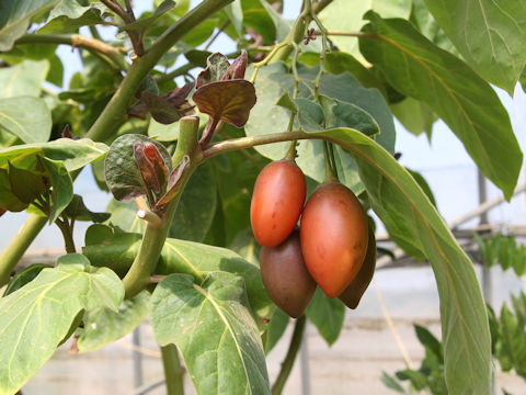 Solanum betaceum