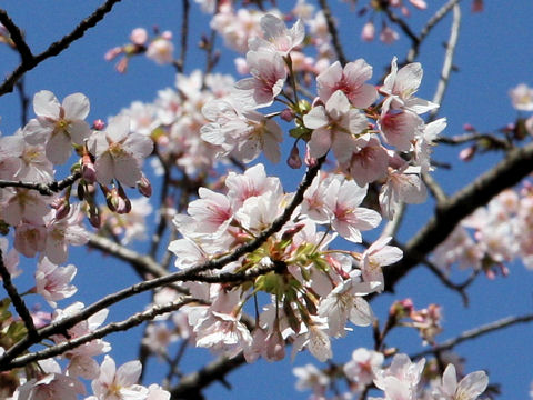 Prunus x yedoensis cv. Tamanawa