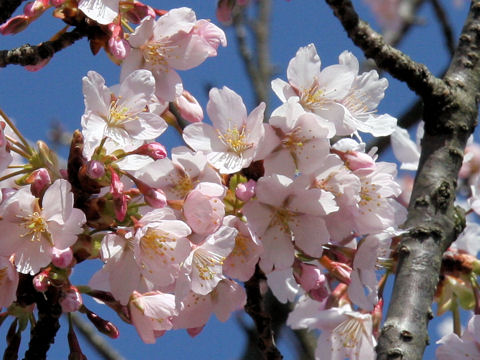 Prunus x yedoensis cv. Tamanawa