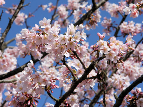 Prunus x yedoensis cv. Tamanawa