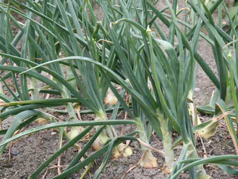 Allium cepa