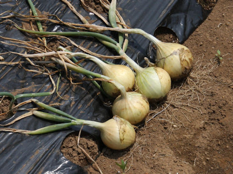 Allium cepa