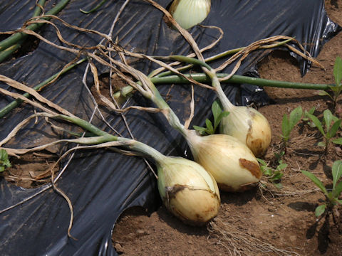 Allium cepa