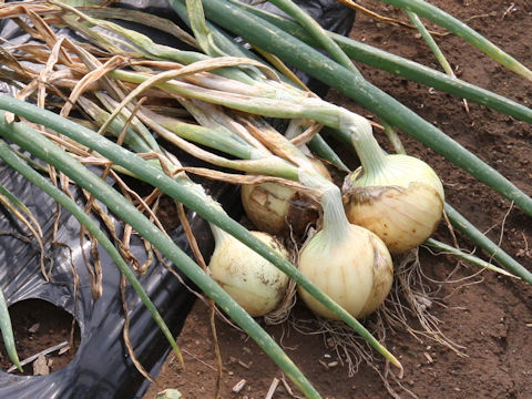 Allium cepa