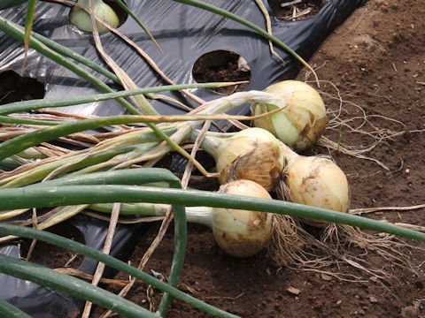 Allium cepa