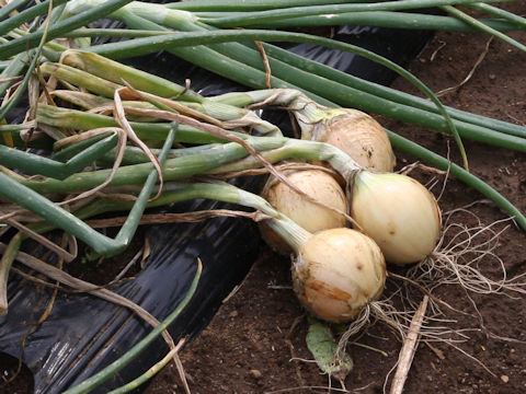 Allium cepa