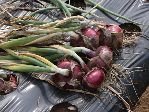 Allium cepa