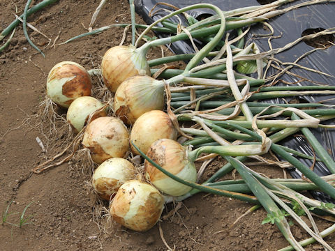 Allium cepa