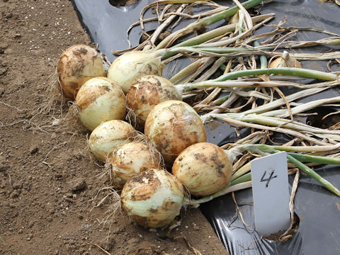 Allium cepa