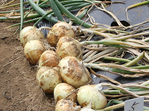 Allium cepa