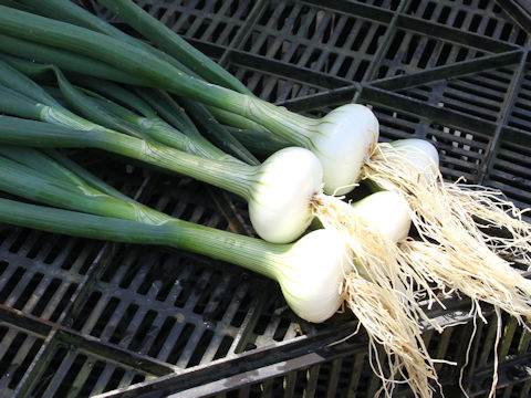 Allium cepa
