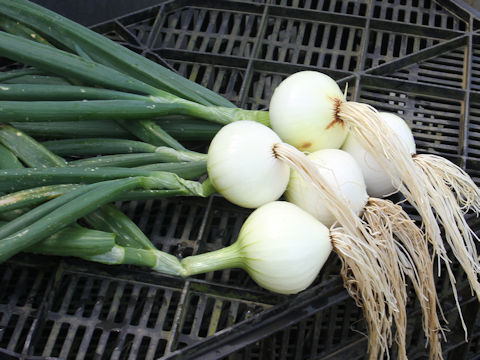 Allium cepa