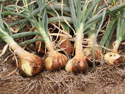 Allium cepa