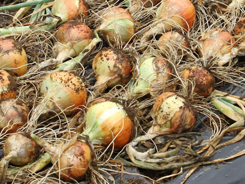 Allium cepa