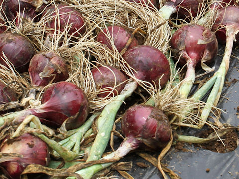 Allium cepa