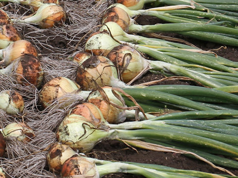 Allium cepa