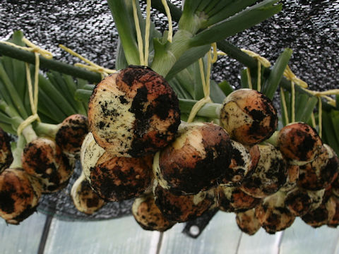 Allium cepa