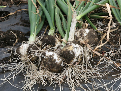 Allium cepa